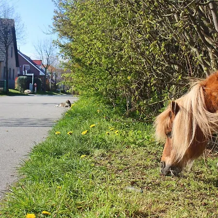 Denise Больтенхаген